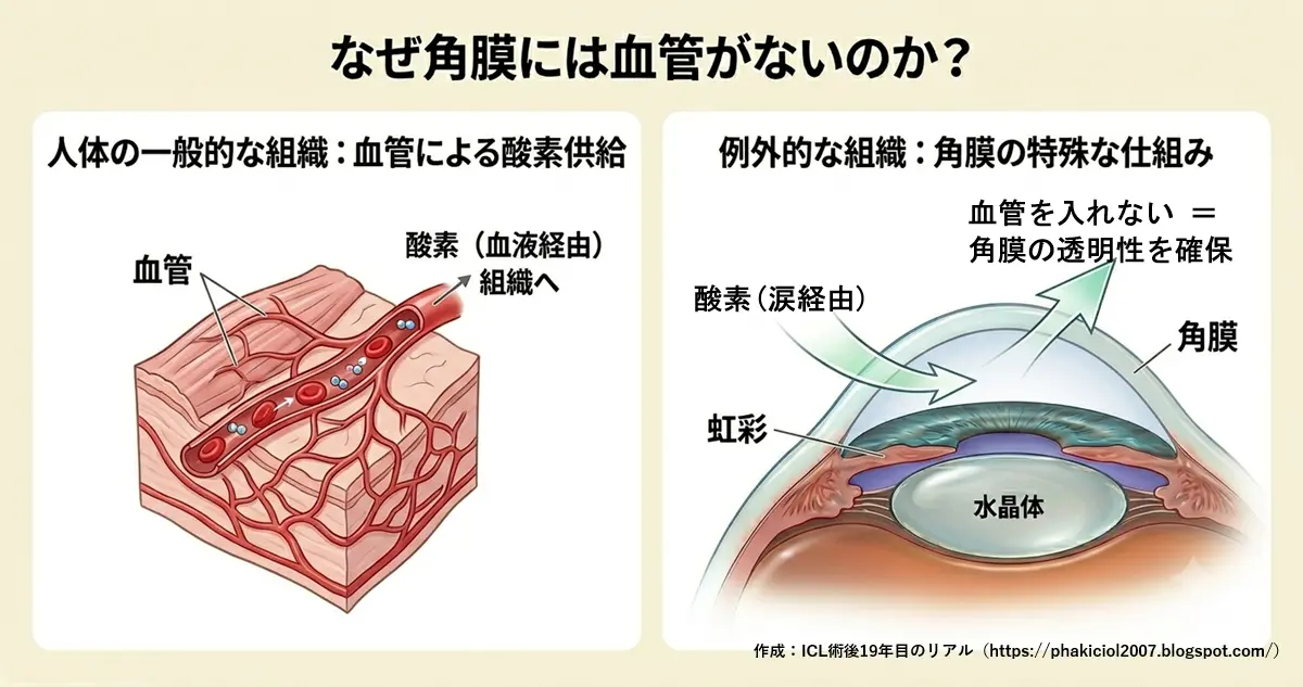 角膜の酸素供給の仕組み|ICL術後19年目のリアル