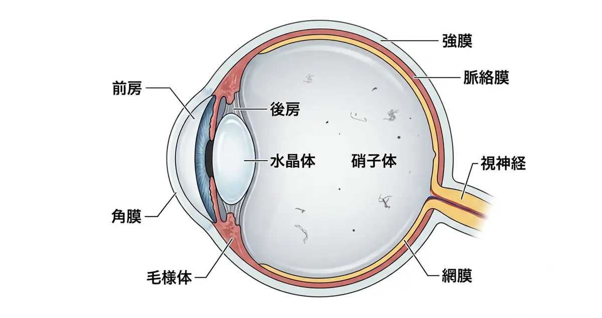 眼の構造と飛蚊症の起こる場所｜ICL術後19年目のリアル